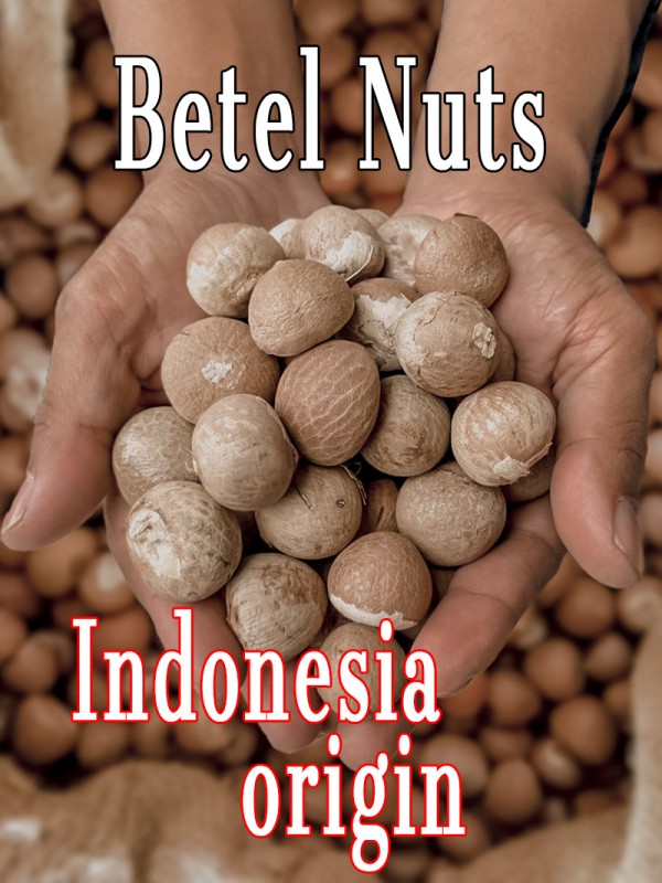 Whole Betel Nut from Indonesia